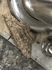 Hypomecis punctinalis