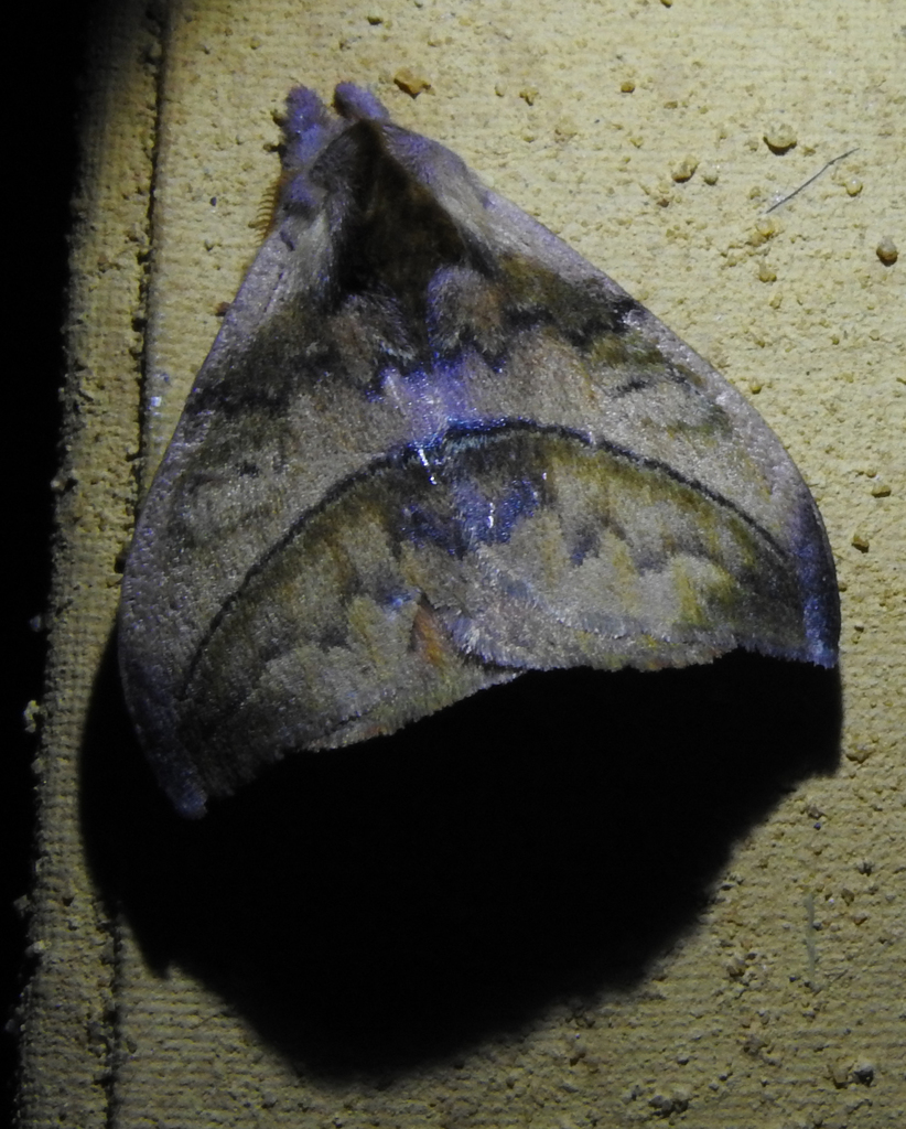 Hylesia rufex