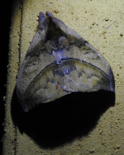 Hylesia rufex