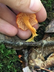 Pseudohygrocybe