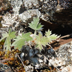 Potentilla arenosa
