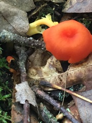 Pseudohygrocybe