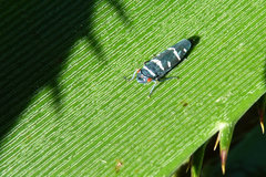 Balacha melanocephala