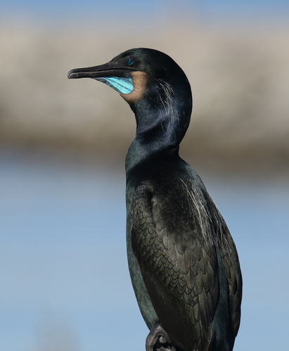 Brandt's Cormorant, photo 7 of 7