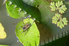 Diapontia uruguayensis