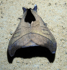 Hylesia scortina