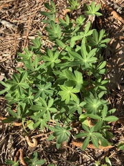 Lupinus texensis