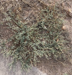 Dalea lanata terminalis