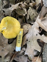 Cantharellus chicagoensis