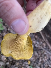 Cantharellus chicagoensis