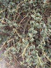 Dalea lanata terminalis