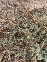 Dalea lanata terminalis