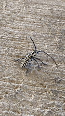 Plectrodera scalator