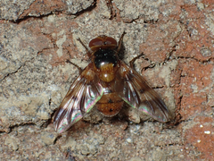 Oestrophasia calva