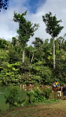 Dacryodes excelsa