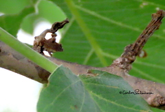 Cladonota latifrons