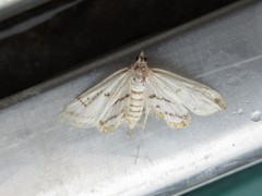 Parapoynx badiusalis