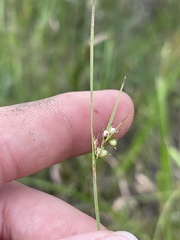 Scleria pauciflora pauciflora