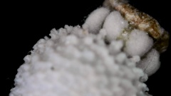 Scleria pauciflora pauciflora