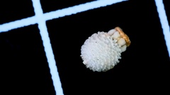 Scleria pauciflora pauciflora