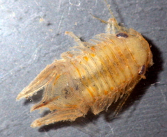 Platynympha longicaudata