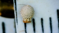 Scleria pauciflora pauciflora