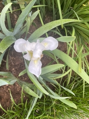 Image of Iris albicans