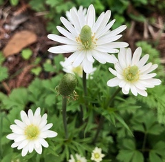 Anemone berlandieri
