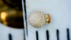 Scleria pauciflora pauciflora