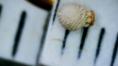 Scleria pauciflora pauciflora