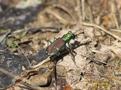 Cicindela splendida