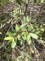 Frangula californica californica