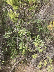 Frangula californica californica