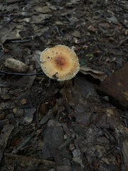 Amanita parcivolvata