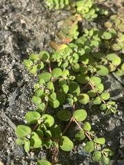 Euphorbia serpens