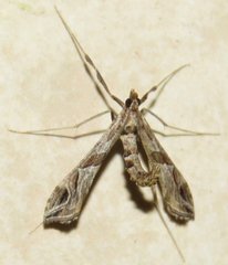 Lineodes interrupta