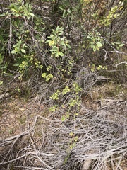 Ribes divaricatum pubiflorum