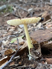 Amanita parcivolvata