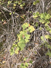 Ribes divaricatum pubiflorum