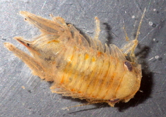 Platynympha longicaudata