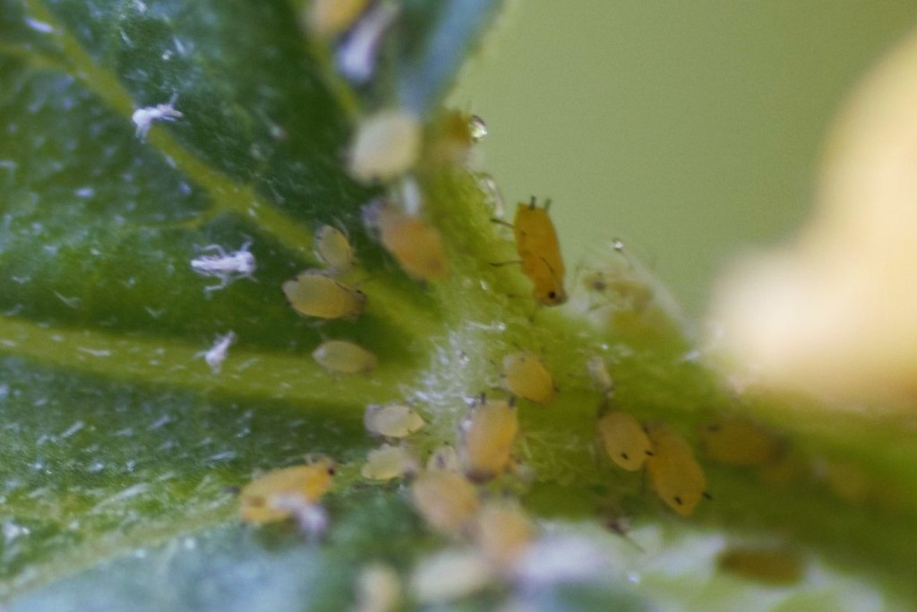 Melon Aphid in July 2021 by Gene H. I assume melon aphids (Aphis