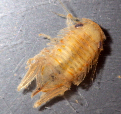 Platynympha longicaudata