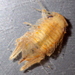 Platynympha longicaudata - Photo 由 Janine Baker 所上傳的 (c) Janine Baker，保留部份權利CC BY-NC
