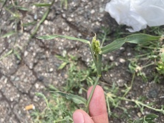 Dactyloctenium aegyptium