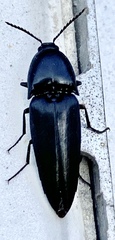 Parallelostethus attenuatus