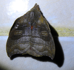 Hyperchirioides bulaea