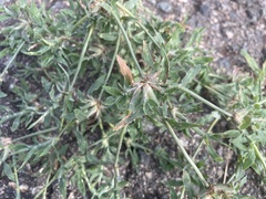 Dactyloctenium aegyptium