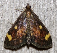 Pyrausta generosa