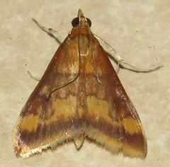 Pyrausta onythesalis