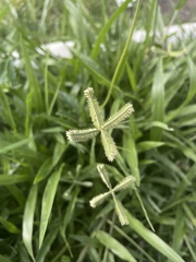 Dactyloctenium aegyptium